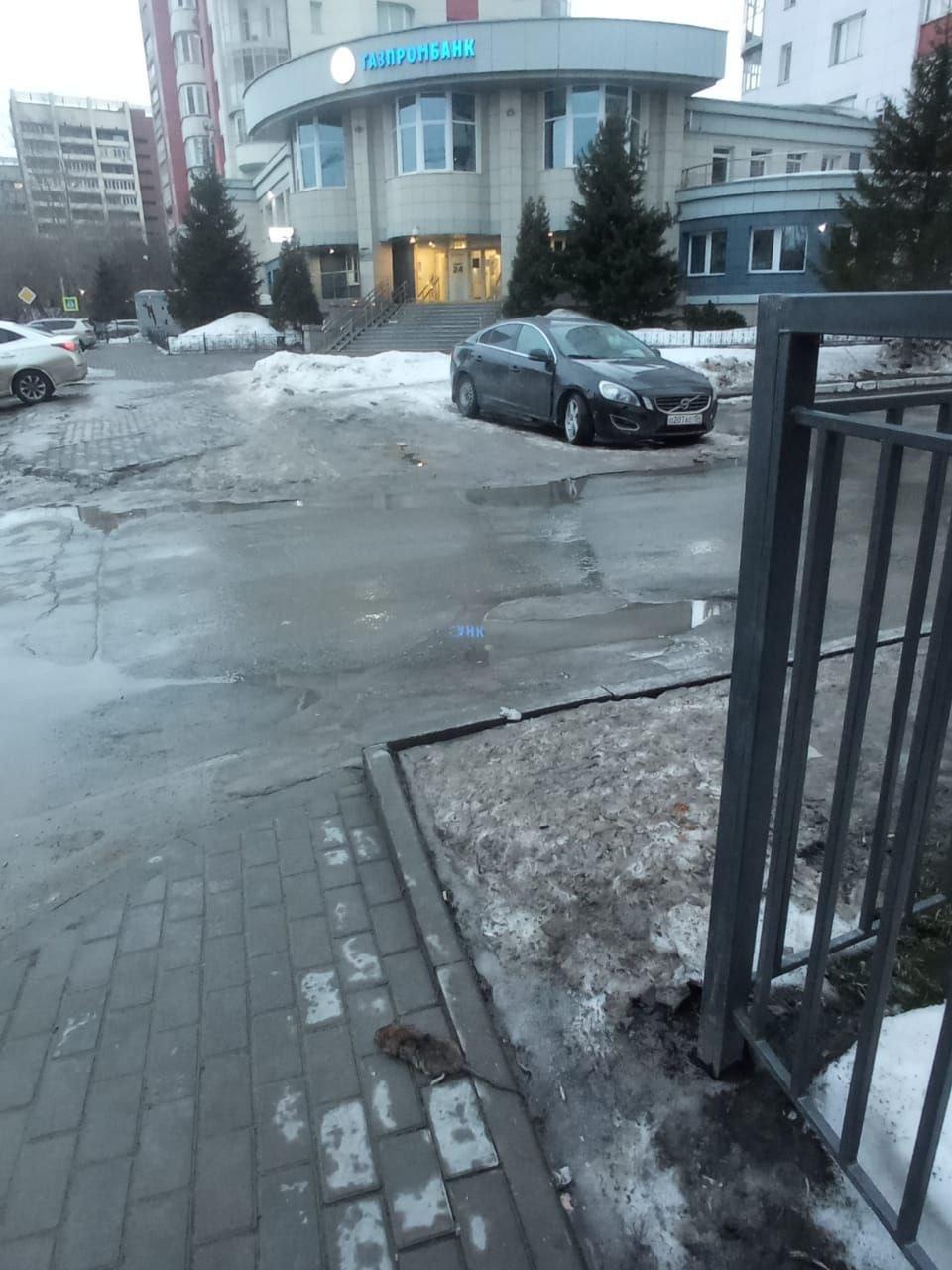 Фото Нашествие крыс замечено в Новосибирске в районе площади Калинина 2